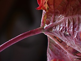 藤,紅色,秋季