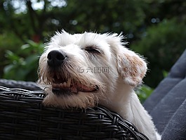 杰克羅素梗,小獵犬,狗