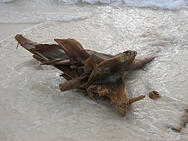 漂木,海灘,沙
