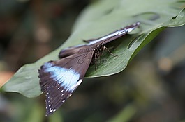 蝴蝶,熱帶,異國情調(diào)
