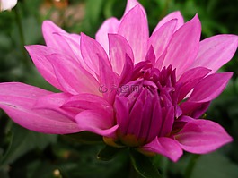 嬌琴紗,性質(zhì),粉紅色