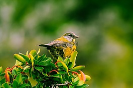 鳥,野生動物,布什