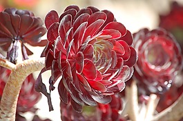 多汁,紅色,鮮花