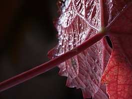 藤,紅色,秋季