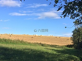 耕地,小麥,收獲