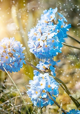 報春花,鼓槌,開花