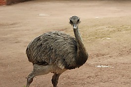 動物,鳥,動物園
