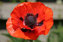 花卉,花園,花束