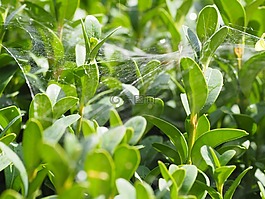 蜘蛛網,夏季,滴