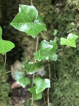 性質(zhì),常春藤,登山者