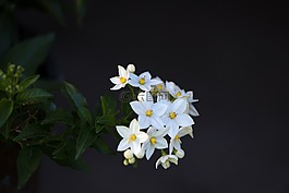 廠,鮮花,白