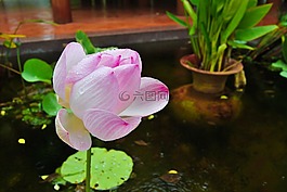 花,蓮花,粉紅色的花