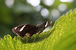 蝴蝶,熱帶,異國情調(diào)