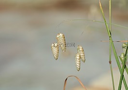 布里扎瑪,發(fā)抖草,裝飾