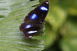 普通 eierfliege,蝴蝶,熱帶