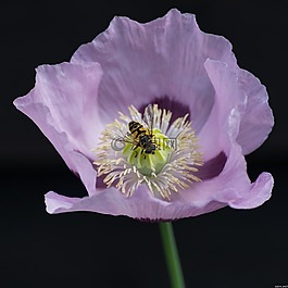 滑翔,昆蟲(chóng),鮮花