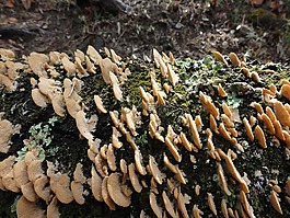 mashrooms,上午,蘑菇