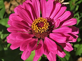 花,粉紅色,黃色