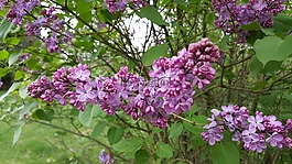 丁香,鮮花,紫色