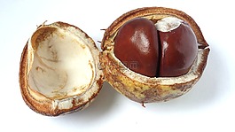kiastanien,板栗,秋季