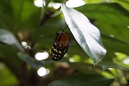 蝴蝶,熱帶,異國情調(diào)