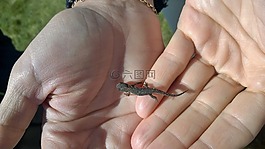 蠑螈,高山,手