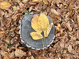 假期,秋季,性質(zhì)