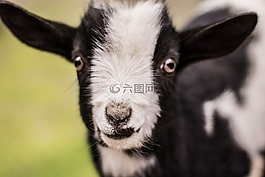孩子,山羊,婴儿