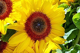 太陽花,花,開花