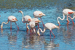 火烈鳥,海報,動物