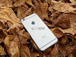 電話,iphone,秋季