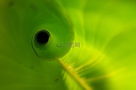 蕉葉,展開,新