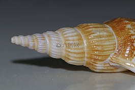 貝殼,殼,螺旋
