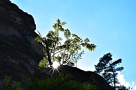 prachovské岩石,树,太阳