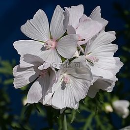 鮮花,性質(zhì),夏天
