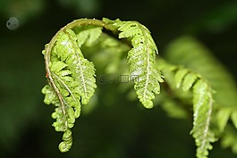 蕨类植物,展开,绿色