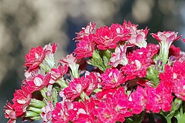 鲜花,波兹,karmazynowe