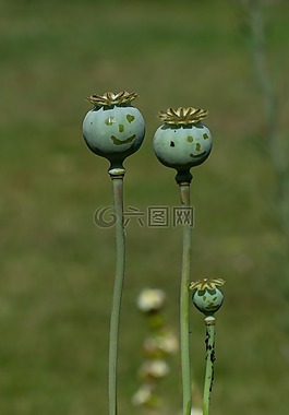 罌粟花,鮮花,哈哈