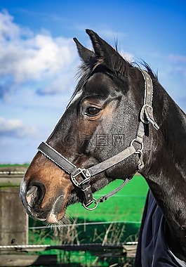warmblut,马,母马
