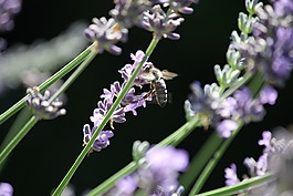 授粉,蜜蜂,熏衣草