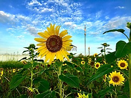 向日葵,太陽花,花