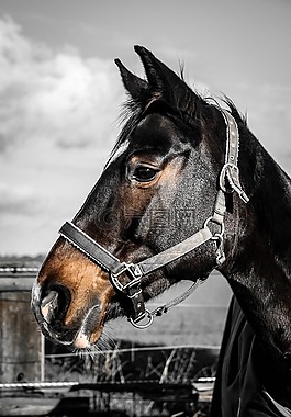 warmblut,马,母马