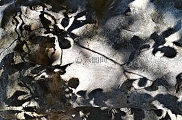 光,陰影,樹