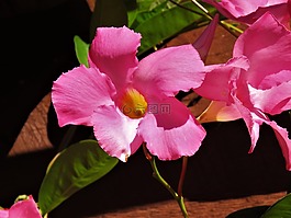 花,粉紅色,黃色