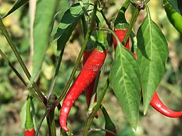 紅辣椒,辣椒,蔬菜