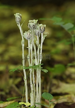 monotropa uniflora,杜鵑花科,印度管道
