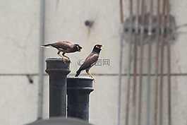 歐椋鳥,鳥,比翼鳥