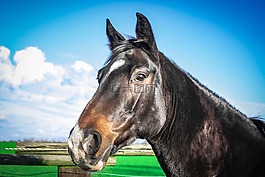 warmblut,马,母马