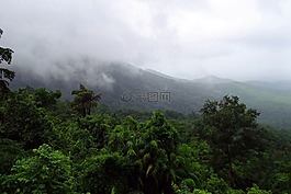 雨林,mollem 國家公園,西高止山脈