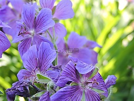 花,紫,紫色的小花